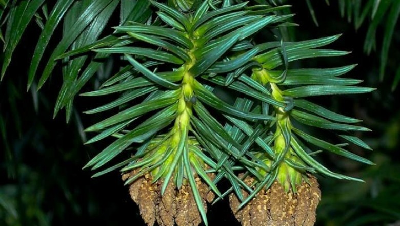 Cây Sa mộc. Cunninghamia lanceolata - Cây Thuốc Nam Quanh Ta